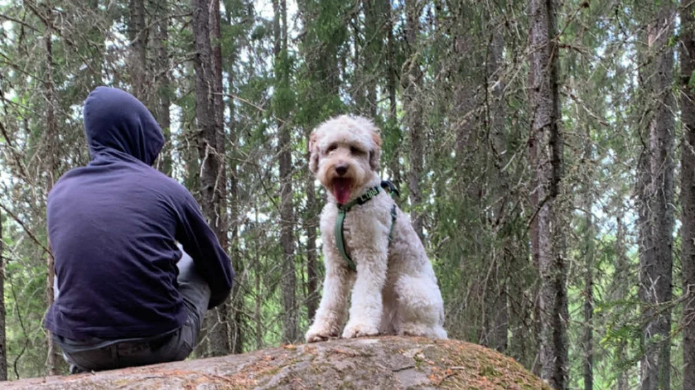 Hund i skogen med en pojke.