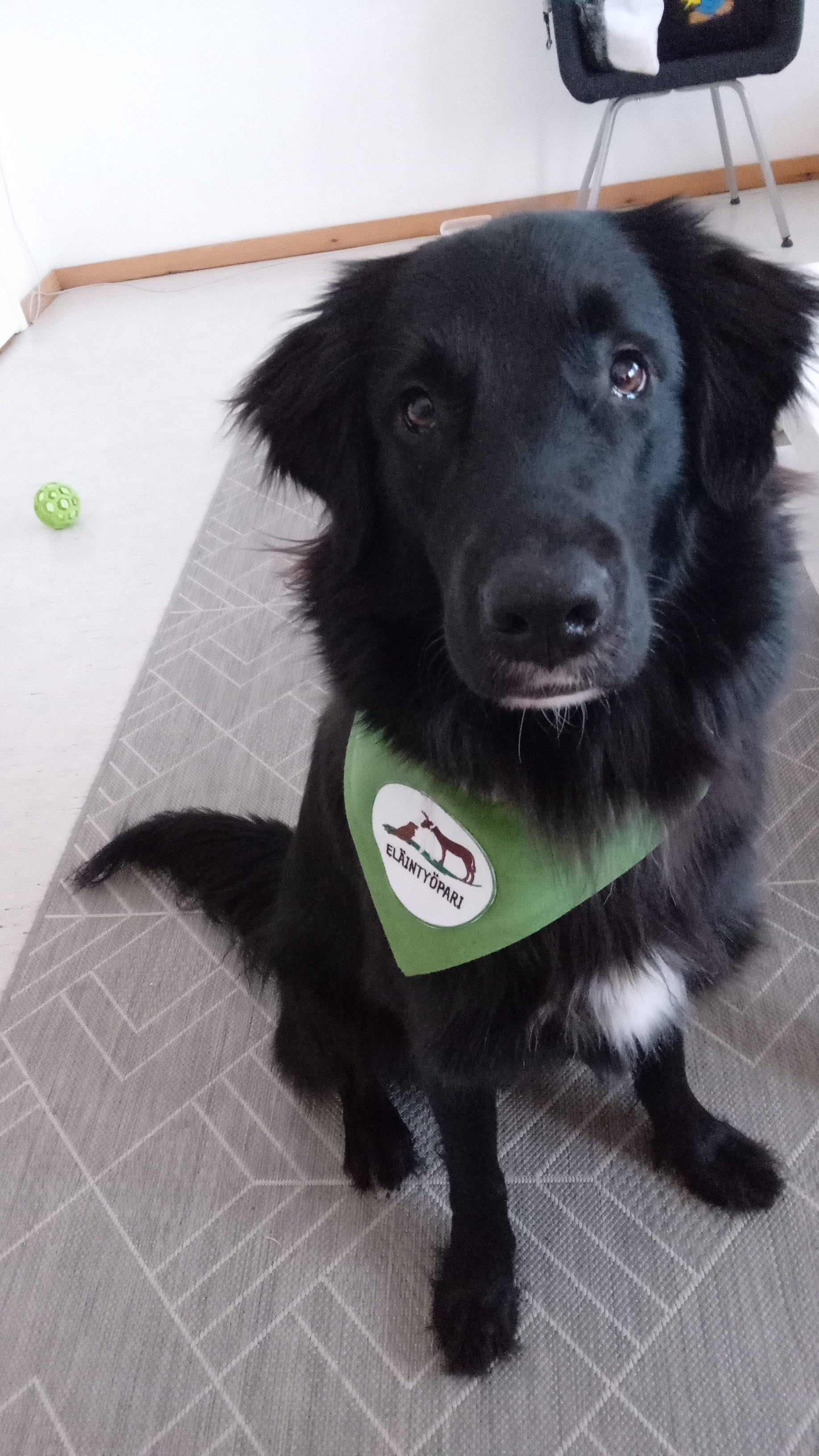 Henna Mäntysen eläintyöpari Mauno